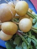 Radish, Helios