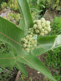 Milkweed, Showy