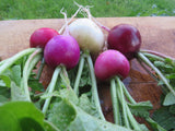 Radish, Easter Egg Blend