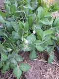 Pea, Grandma's Shelling