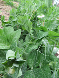 Pea, Grandma's Shelling