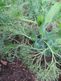 Pea, Parsley Pea