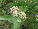 Milkweed, Showy
