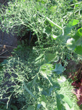 Pea, Parsley Pea
