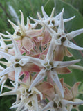 Milkweed, Showy
