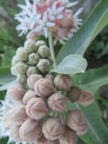 Milkweed, Showy