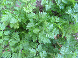 Brussels Winter Chervil