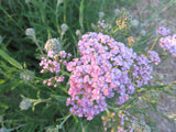 Yarrow, Crazy Colorado Mix