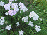Yarrow, Crazy Colorado Mix