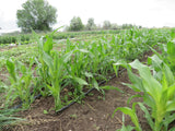 Corn, Yukon Chief Sweet