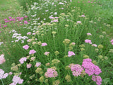 Yarrow, Crazy Colorado Mix