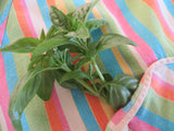 Basil, Genovese