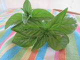 Basil, Genovese