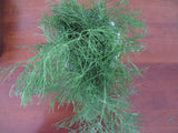Dill, Hera
