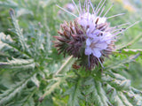 Lacy Phacelia, Bee's Friend