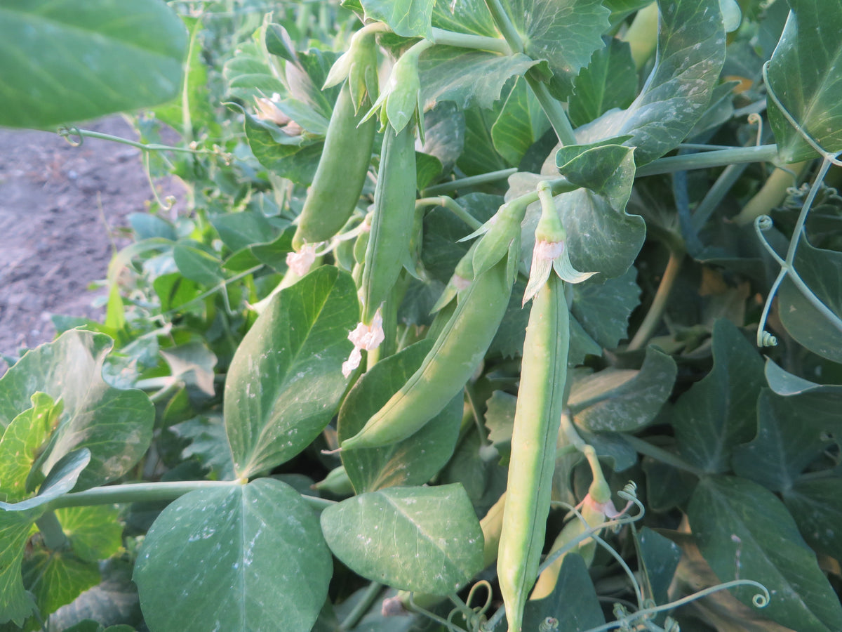 Pea, Climax Giving Ground Seeds