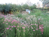Yarrow, Crazy Colorado Mix