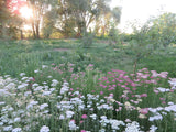 Yarrow, Crazy Colorado Mix