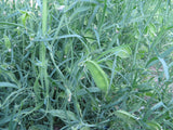 Lentils, Ethiopian