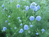 Gilia