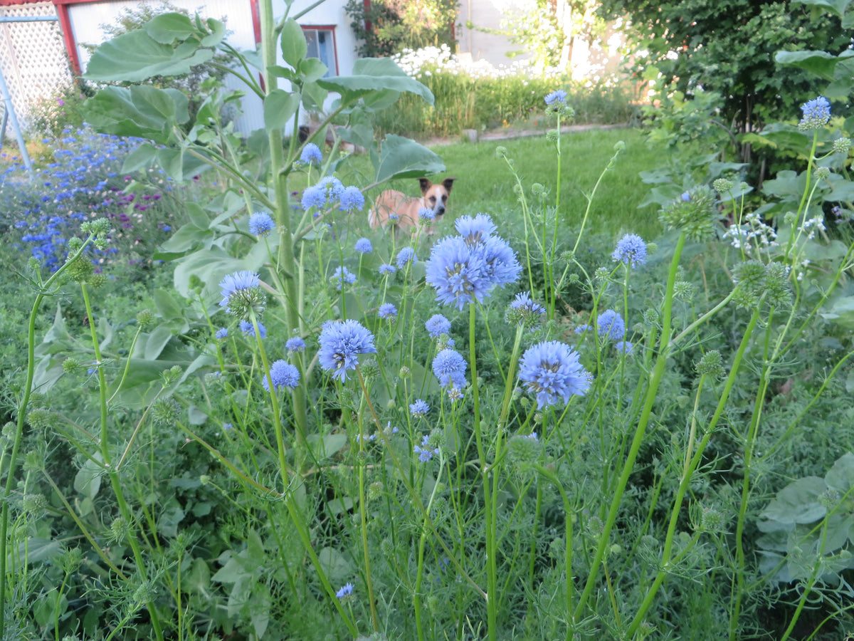 sabbatical⭐︎GILIA Gilia – Giving Ground Seeds