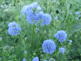 Gilia