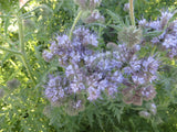 Lacy Phacelia, Bee's Friend