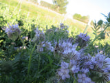 Lacy Phacelia, Bee's Friend
