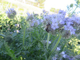 Lacy Phacelia, Bee's Friend