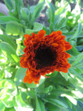 Calendula Mix