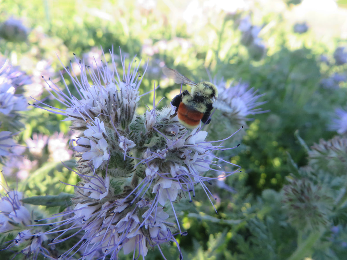 Lacy Phacelia, Bee's Friend – Giving Ground Seeds