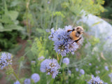 Gilia