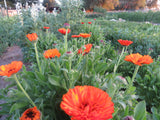 Calendula Mix