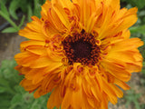 Calendula Mix