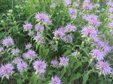 Bee Balm, Bergamont