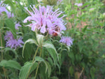 Bee Balm, Bergamont