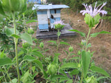 Bee Balm, Bergamont