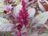 Amaranth, Hopi Red Dye