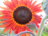 Sunflower, Kind of September Mix