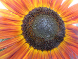 Sunflower, Kind of September Mix