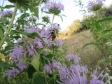 Bee Balm, Bergamont