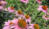 Echinacea