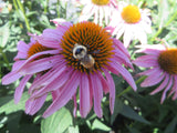 Echinacea