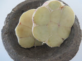 Garlic, Julius Starr (Pre-order, Ships late August 2025)
