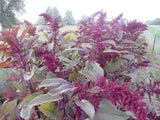 Amaranth, Hopi Red Dye