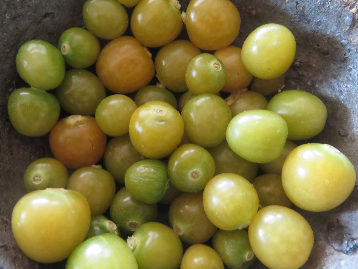 Ground Cherry, Mary's Niagra – Giving Ground Seeds