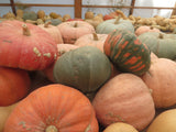 Winter Squash, To the Max Maxima Population