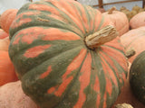 Winter Squash, To the Max Maxima Population