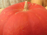 Winter Squash, To the Max Maxima Population