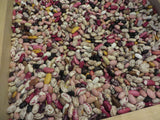 Bean, Lofthouse Landrace